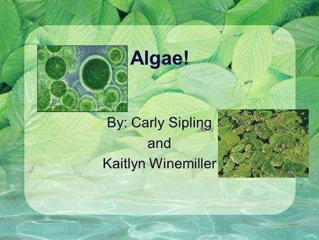 Algae! By: Carly Sipling and Kaitlyn Winemiller What is algae? Algae is a single-celled organism. The color varies in algae. Some colors that it can.