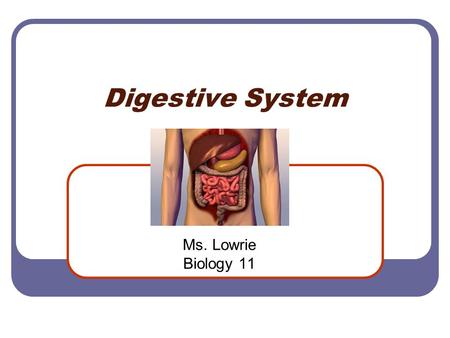 Digestive System Ms. Lowrie Biology 11. Did You Know? Tube from mouth to rectum = 32 feet Swallow = 4 to 6 seconds Stomach size can double In stomach.