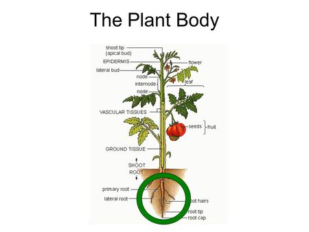 The Plant Body.