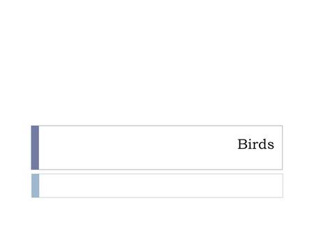 Birds. Specialized Bird Features  Wings  Feathers  Mating  Asserting dominance  Regulation of body temperature  Camouflage  Countershading  Flight.