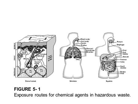 FIGURE 5- 1 Exposure routes for chemical agents in hazardous waste.