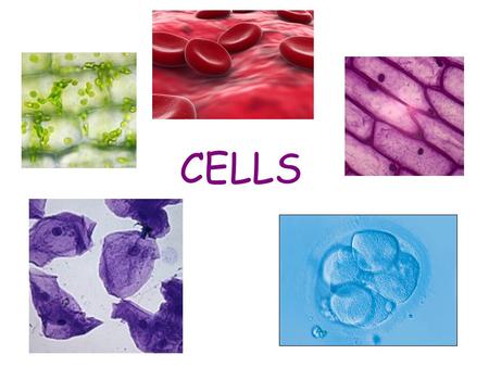 CELLS. Learning Objectives that cells form tissues, and tissues form organs to name some important tissues in humans to explain the organisation of tissues.