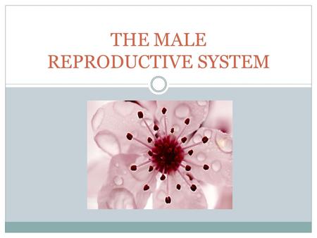 THE MALE REPRODUCTIVE SYSTEM