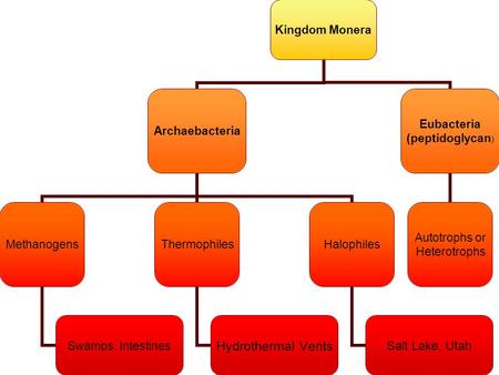 Kingdom Monera Archaebacteria Methanogens Swamps, Intestines Thermophiles Hydrothermal Vents Halophiles Salt Lake, Utah Eubacteria (peptidoglycan) Autotrophs.