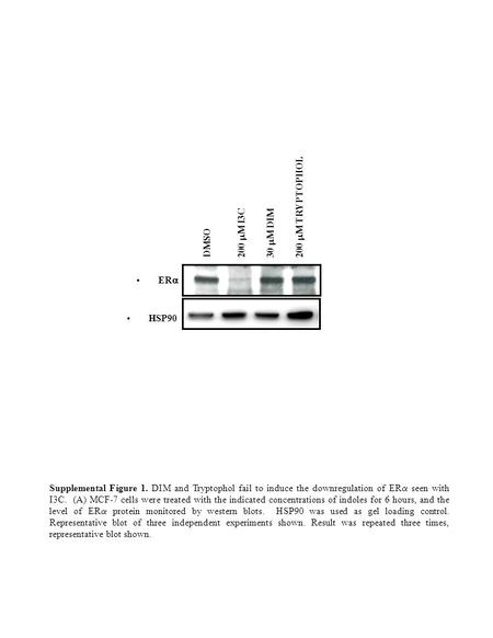 ER  HSP90 DMSO 200  M I3C30  M DIM200  M TRYPTOPHOL Supplemental Figure 1. DIM and Tryptophol fail to induce the downregulation of ER  seen with I3C.