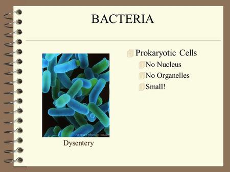 BACTERIA 4 Prokaryotic Cells 4No Nucleus 4No Organelles 4Small! Dysentery.