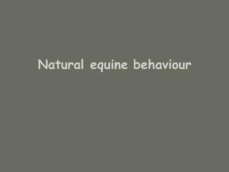 Natural equine behaviour. Wild / Feral? Wild: Occurring or living in a natural state; not domesticated or tamed. Feral: a. Existing in a wild or untamed.