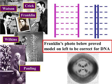 Franklin’s photo below proved model on left to be correct for DNA