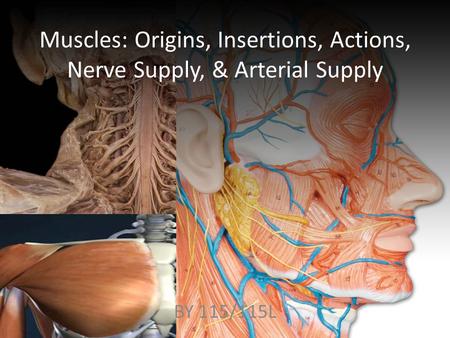 Muscles: Origins, Insertions, Actions, Nerve Supply, & Arterial Supply