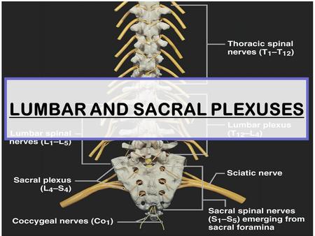 LUMBAR AND SACRAL PLEXUSES