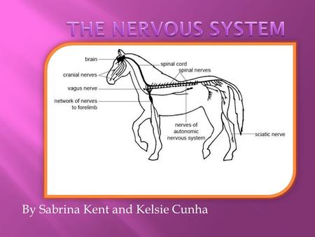 By Sabrina Kent and Kelsie Cunha.  The nervous system controls all of the responses and activities within a horses behavior.  The nervous system is.