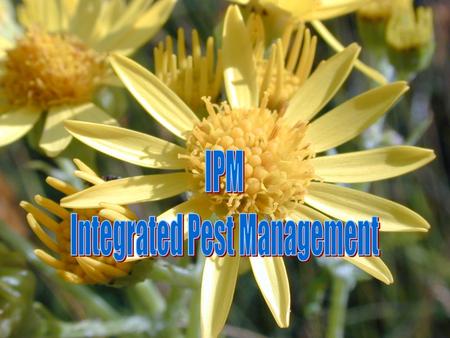 What is IPM??? IPM (integrated pest management) is a sustainable approach to managing pests by combining biological, chemical, cultural, and physical.