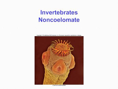 Invertebrates Noncoelomate. 2 Invertebrate Phylogeny Revolution Scientists generally agree about the taxonomic classification of 36 animal phyla -They.