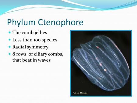 Phylum Ctenophore The comb jellies Less than 100 species Radial symmetry 8 rows of ciliary combs, that beat in waves.