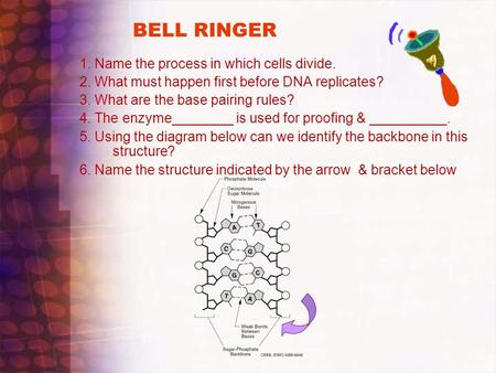 BELL RINGER 1. Name the process in which cells divide. 2. What must happen first before DNA replicates? 3. What are the base pairing rules? 4. The enzyme________.