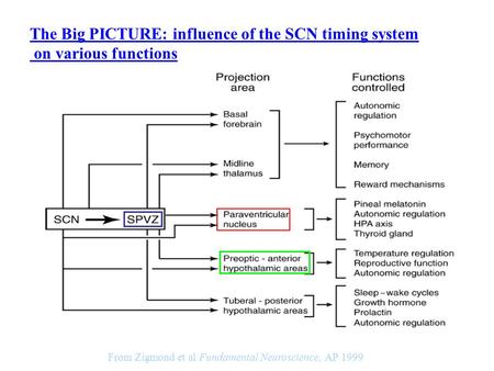 From Zigmond et al Fundamental Neuroscience, AP 1999 The Big PICTURE: influence of the SCN timing system on various functions.