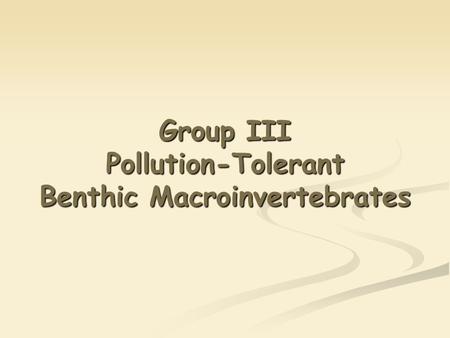 Group III Pollution-Tolerant Benthic Macroinvertebrates.