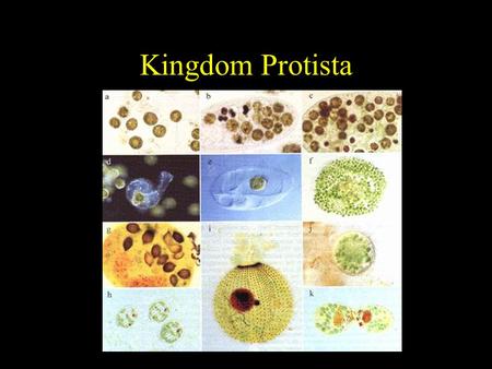 Kingdom Protista.