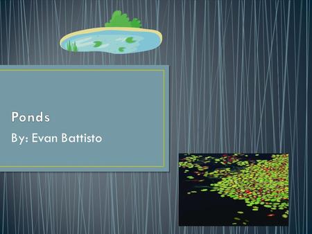 By: Evan Battisto. A wetland is an ecosystem that has a wet and spongy soil such as a marsh, swamp, or bog. An open water habitat is a habitat that is.