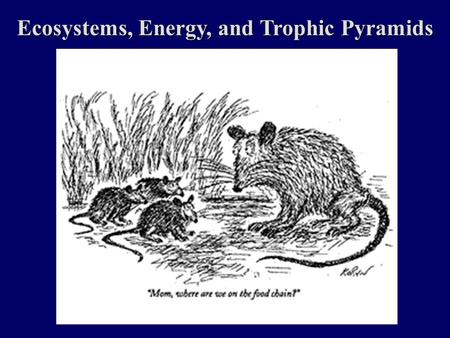 Ecosystems, Energy, and Trophic Pyramids. Ecosystems And Energy Energy Laws of Thermodynamics Photosynthesis/Respiration Trophic Pyramids Energy Flow.