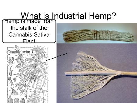 What is Industrial Hemp?