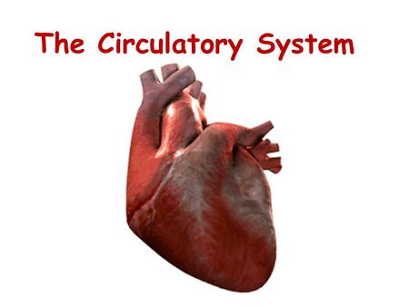 The Circulatory System