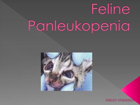 Feline Panleukopenia Allison Maddox.