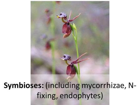 Symbioses: (including mycorrhizae, N- fixing, endophytes)