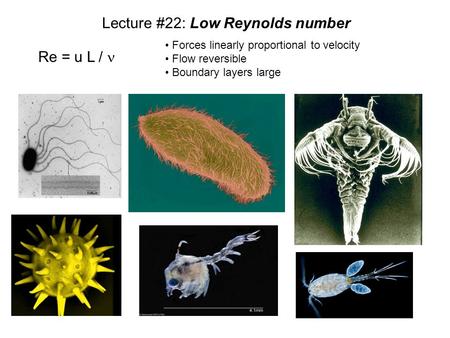 Lecture #22: Low Reynolds number Re = u L / Forces linearly proportional to velocity Flow reversible Boundary layers large.