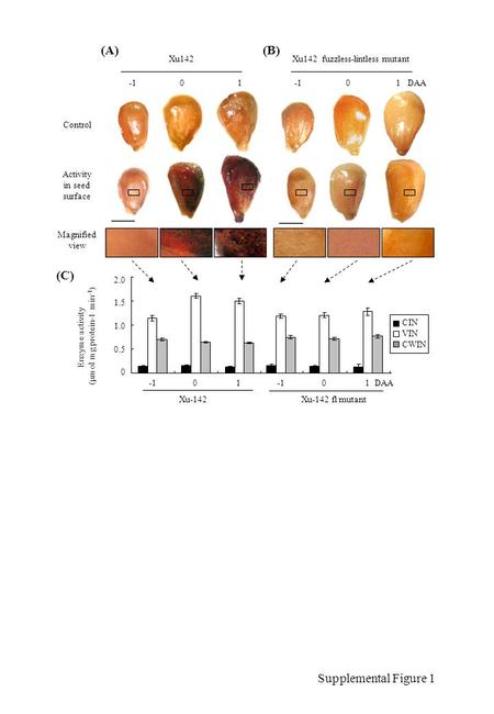 2.0 1.5 1.0 0.5 0 Enzyme activity (μmol mg protein-1 min -1 ) -1 0 1 -1 0 1 DAA Xu-142 Xu-142 fl mutant CIN VIN CWIN (C) Supplemental Figure 1 Control.