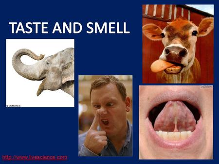 TASTE AND SMELL http://www.livescience.com.