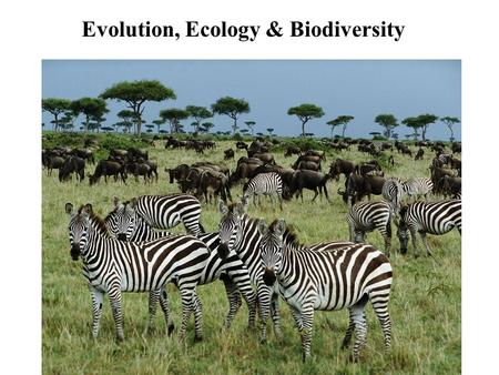 Evolution, Ecology & Biodiversity. This course covers: - Population Genetics - Evolution - Diversity of life - Ecology - major theme of the course is.