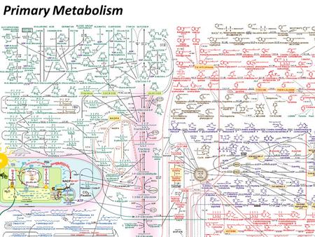 Primary Metabolism. Microbial life strategies ~1 mm~3 cm Actinomycetes Cyanobacteria Filamentous Fungi E. coli Salmonella Streptococcus “Nomads”“Settlers”