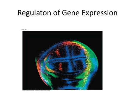 Regulaton of Gene Expression 2007-2008 Control of Prokaryotic (Bacterial) Genes.