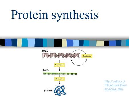 Protein synthesis  mb.edu/cellbio/r ibosome.htm.