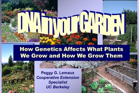 How Genetics Affects What Plants We Grow and How We Grow Them Peggy G. Lemaux Cooperative Extension Specialist UC Berkeley.