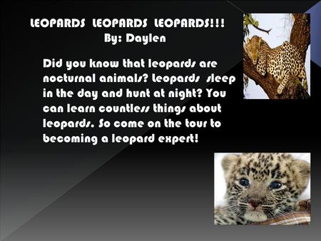 Did you know that leopards are nocturnal animals? Leopards sleep in the day and hunt at night? You can learn countless things about leopards. So come.