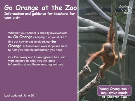 Go Orange at the Zoo Information and guidance for teachers for your visit Last updated: June 2014 Young Orangutan – inquisitive minds at Chester Zoo Whether.