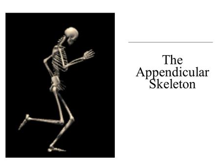 The Appendicular Skeleton