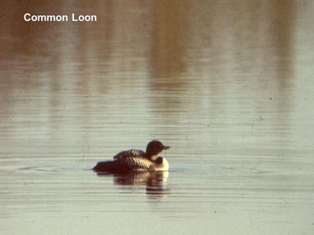 Common Loon. Photo courtesy of Doug Backlund.