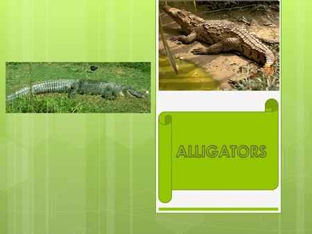 Alligators By Ewan Brooks. Where alligators live  A alligator will live in mostly lakes, swamps, and rivers along the Gulf of Mexico and on the Atlantic.