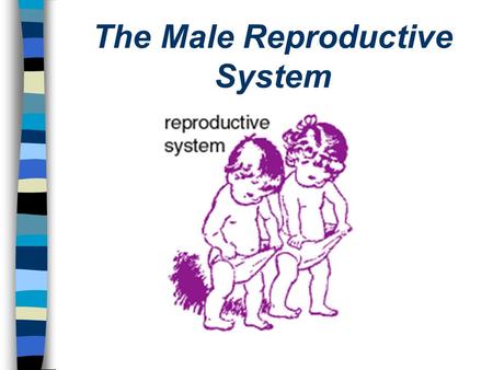 The Male Reproductive System