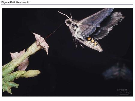 Figure 40.0 Hawk moth. Figure 40.1 The structure and function of epithelial tissues.