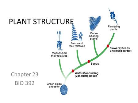 Chapter 23 BIO 392 Flowering plants Cone- bearing plants Ferns and their relatives Mosses and their relatives Green algae ancestor Flowers; Seeds Enclosed.