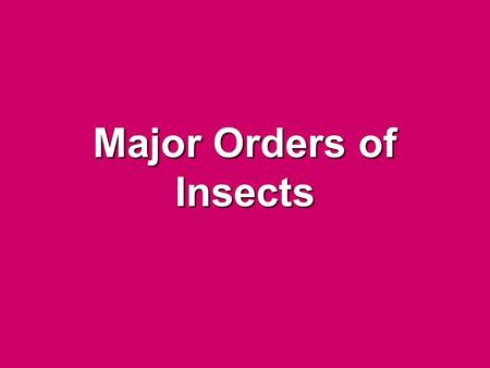 Major Orders of Insects. Coleoptera “Sheath – winged” 2 pairs of wings (front pair covers transparent back pair) Heavy armored exoskeleton Biting and.