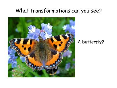 A butterfly? What transformations can you see?. Skateboarding? What transformations can you see?