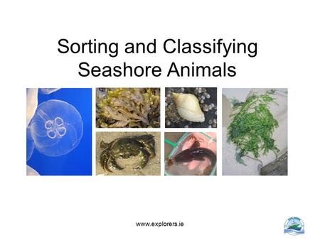 Sorting and Classifying Seashore Animals www.explorers.ie.