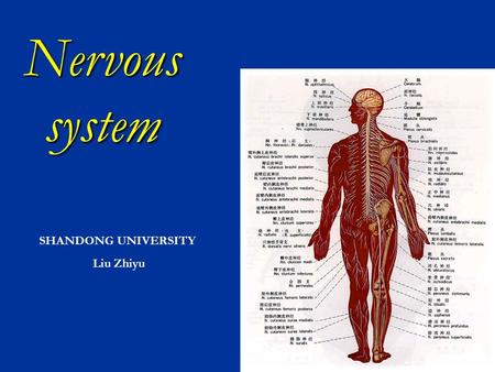 Nervous system SHANDONG UNIVERSITY  Liu Zhiyu.