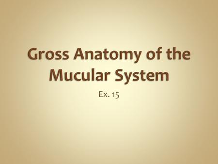 Gross Anatomy of the Mucular System