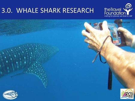 3.0. WHALE SHARK RESEARCH © MWSRP. 3.1 WHALE SHARK RESEARCH Outline and Introduction Key Whale Shark Questions Common Research Techniques Other research.